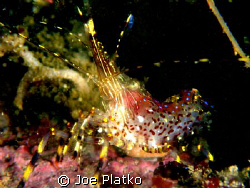 neon shrimp/ common shrimp that was found at lovers point... by Joe Platko 